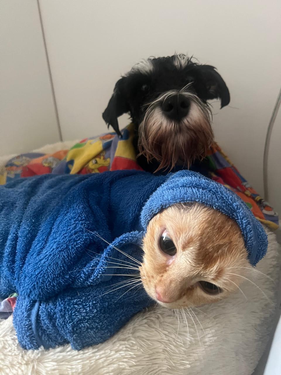 Фото В Новосибирске опубликованы кадры питомцев в День рыжего кота 12